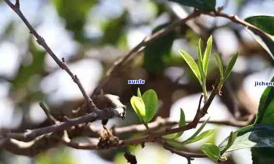 探寻普洱茶中的神秘花朵：究竟是哪种茶花在古树上的蜻蜓间舞动？