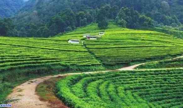 新云南特色茶叶产区——十大知名普洱茶生产基地一览