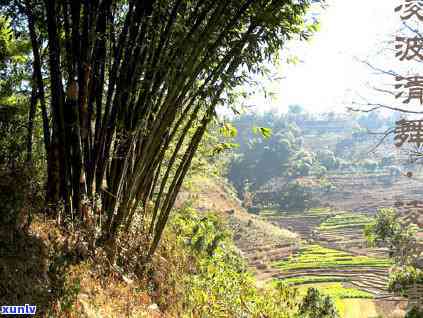 云南临沧古茶树普洱茶产地的六大茶山及其独特口感和香气