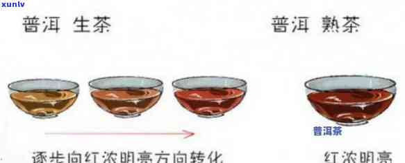 普洱茶：熟普和生普的全方位对比与选择指南