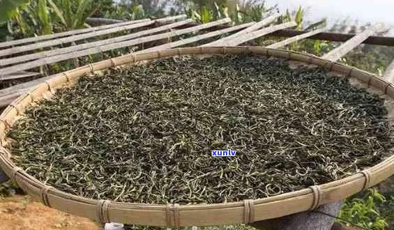 普洱茶一斤毛茶所需叶量计算：多少叶可制成一斤好喝的普洱茶？