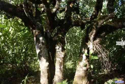 普洱茶一棵树大20棵，产量、价格及每棵树的茶叶产额 - 普洱茶完整信息汇总