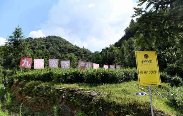 九龙山茶叶合作社及基地位置汇总