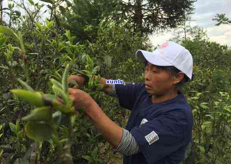 普洱茶一芽两叶与三叶：哪个更好喝？