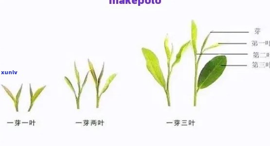 普洱茶一芽二叶的品质与特点：对比一叶与区别在哪里？