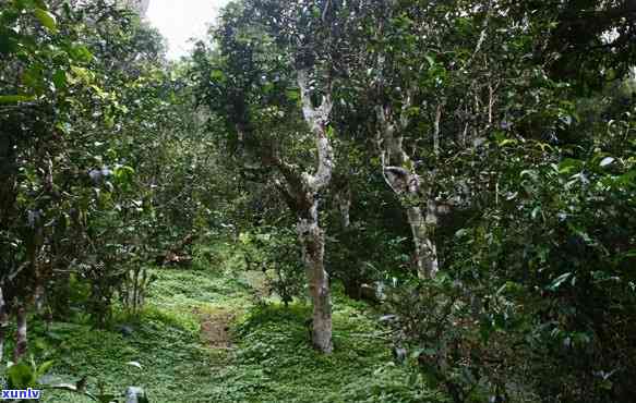 云南普洱茶十大名寨特点介绍：大益、勐海、六大茶山等特色魅力尽在其中。