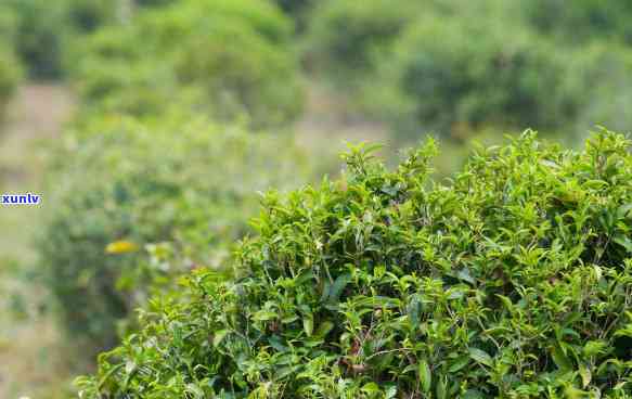 哪年生产的普洱茶原料品质？了解购买普洱茶的年份指南