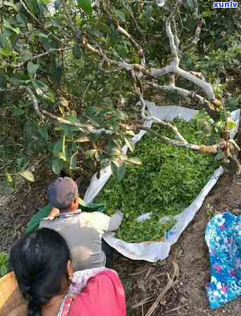 普洱茶之旅：探索一山一味的地域特色与风味