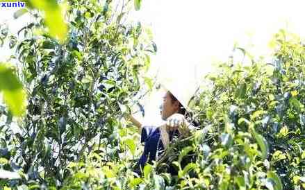 秋普洱茶采摘时间是确定普洱茶收获的月份和时刻的关键因素。