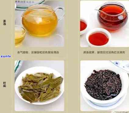 古树普洱茶品种大全：了解各类古树普洱茶品种，品味不同的口感与品质。