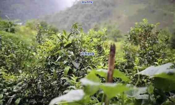 易武茶厂选八大山头普洱茶：大山牌的独特韵味与品质之选