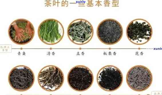 广西百色名茶：品种、口感、泡法与功效一览，助你挑选最适合的茶叶