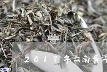 云南普洱茶产业：揭示年度产量及其经济影响