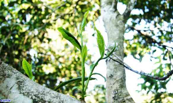 普洱茶编号的神秘数字世界：揭示每一枚茶叶的独特含义与品质