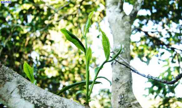 普洱茶编号的神秘数字世界：揭示每一枚茶叶的独特含义与品质