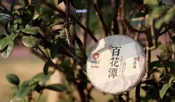 百花普洱茶：口感与品质如何，是否值得一试？