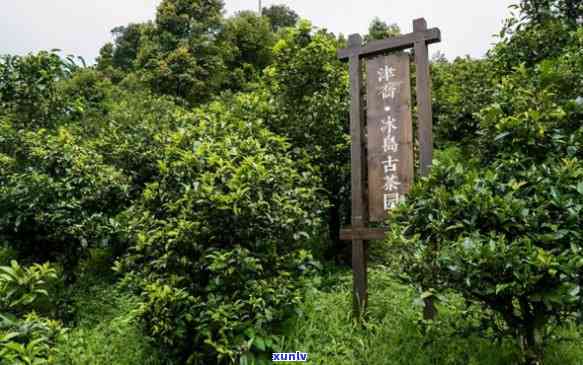 探索普洱茶之一村：地理位置、历背景、特色茶叶及游览攻略