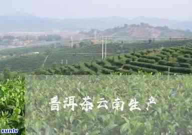 新云南普洱茶茶叶——厂家直供，品质保证