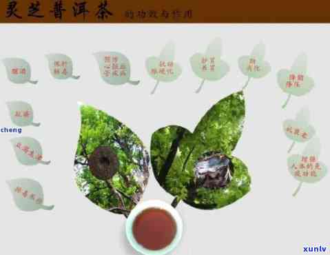 探索灵芝与普洱茶的奇妙搭配：一起泡水饮用能否发挥双倍功效？