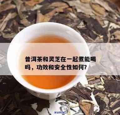 '灵芝加普洱茶一起泡好吗： 功效、安全性及泡法'