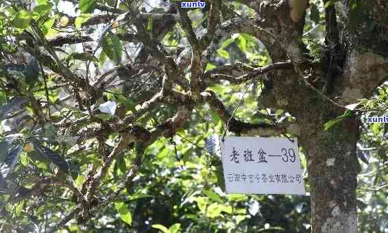 探寻云南普洱茶古树茶原产地：老班章与之一村的故事