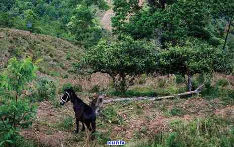 勐库大叶种普洱茶岩茶：品质与价值详解，云南特色茶叶价格分析