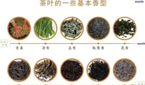 普洱茶口感对比：各种类型茶叶的品味特点全解析，助你轻松挑选适合的茶品