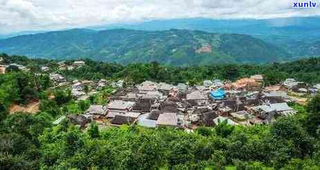 云南山野韵味百年古茶：一种独特的普洱文化体验