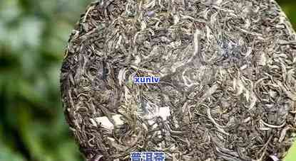 普洱茶出现白霉还能喝吗？女性可以饮用吗？饮用多少量较为合适？