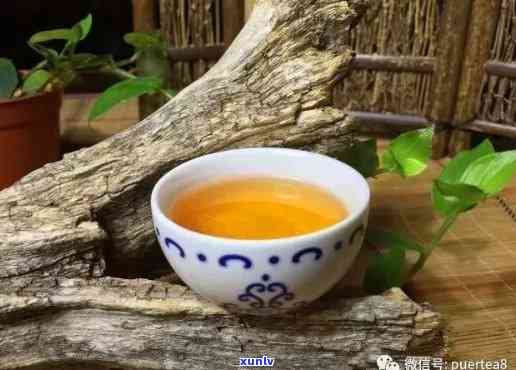 新普洱茶一泡就没味，原因竟然是......?