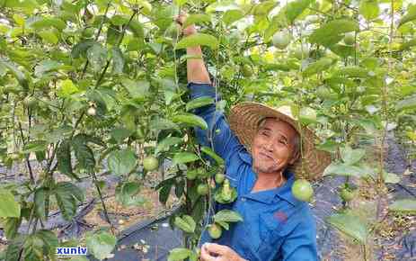 千里红普洱茶怎么样？好喝吗？