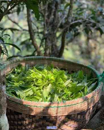 普洱茶的用途：除了饮用，还能否用于植物养护？