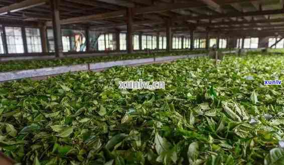 普洱茶的十大二茶厂及二线茶厂盘点