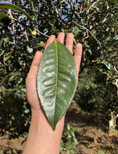 五味十足植物普洱茶