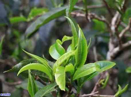 五味十足植物普洱茶