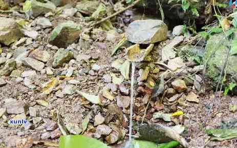 百花潭普洱茶：古树韵味、特色解析与价格探讨