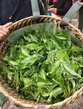 普洱茶的采摘时间及相关注意事项，让你全面了解普洱茶的生长周期和品质