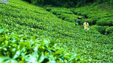 六大茶山普洱茶：古茶魅力下的普洱风味探究