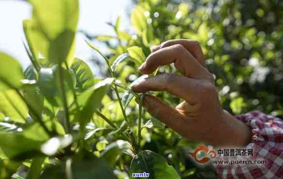 探寻普洱茶的魅力：一位非普洱茶的创新之路