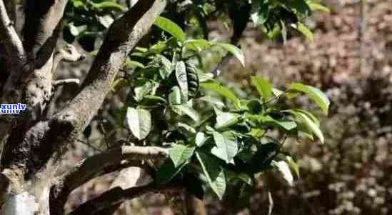 普洱古树紫芽茶口感如何？云南普洱古树紫芽茶功效解析