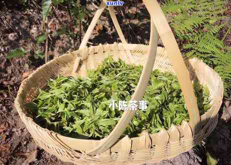 探索普洱茶文化：之一届中国普洱茶节的独特魅力与精彩回顾