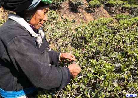 普洱茶饮用的黄金时间：一天中的时刻探索