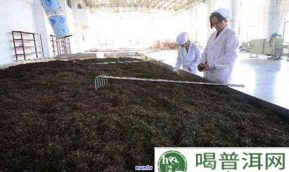 普洱茶哪一种发酵程度？了解各种发酵类型的优缺点以便做出明智选择