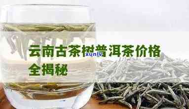 云南古树普洱茶价格解析：百年老树茶叶批发与促销指南