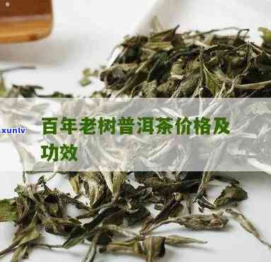 普洱茶百年老树价格