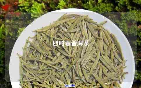 普洱茶春茶四大系列