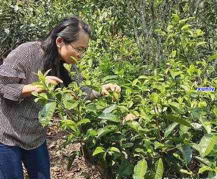 四春普洱茶：品种特点、 *** 工艺与品饮技巧的全面解析