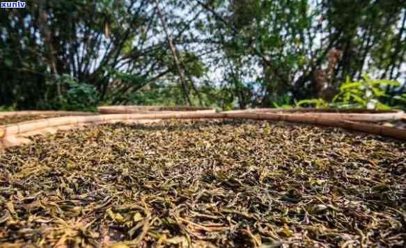 易武泰龙名山古树普洱茶：千年传承，匠心独运