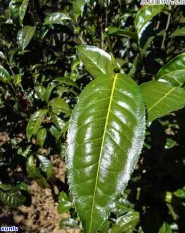 普洱茶水养绿植好吗？怎么养？