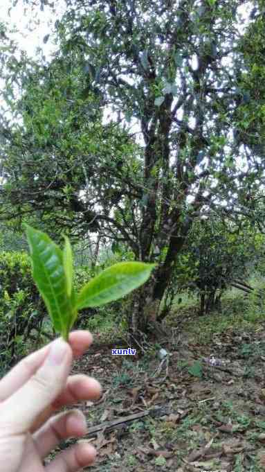 易武古树普洱茶达号：品质与口感的完美融合，你值得拥有！